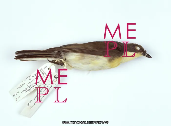 : Indicator indicator, greater honeyguide : Indicator indicator, greater honeyguide