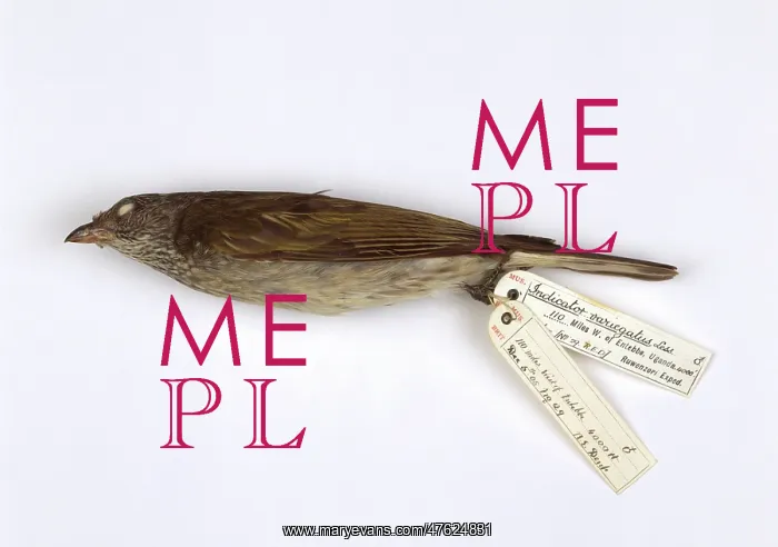 : Indicator variegatus, scaly-throated honeyguide : Indicator variegatus, scaly-throated honeyguide