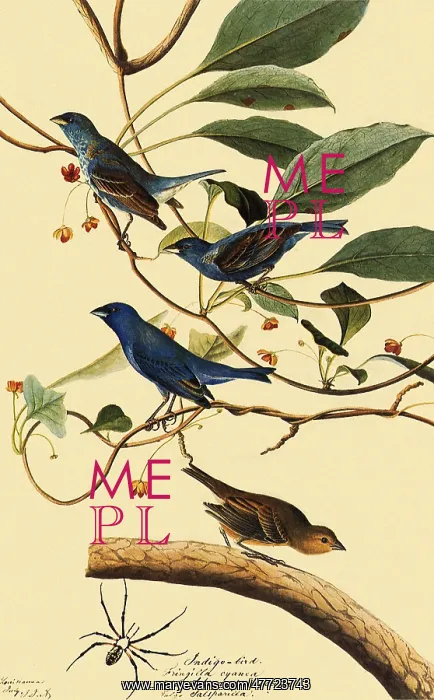  : Indigo Bunting, Passerina cyanea