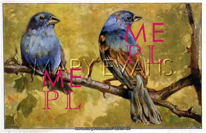 : Indigo Finches : Indigo Finches