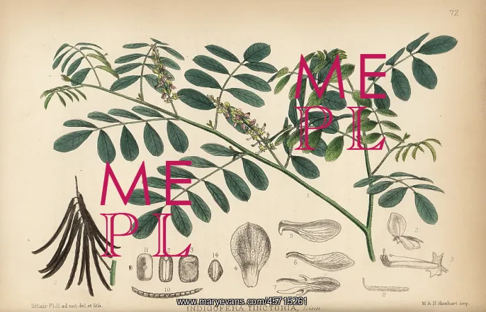 : Indigo or nil, Indigofera tinctoria : Indigo or nil, Indigofera tinctoria