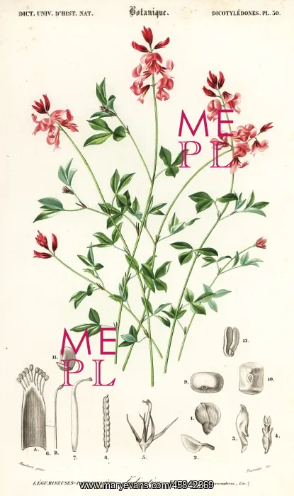 : Indigo plant, Indigofera procumbens : Indigo plant, Indigofera procumbens