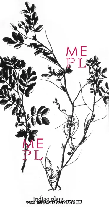  : Indigo - Plant - Nature - Historical