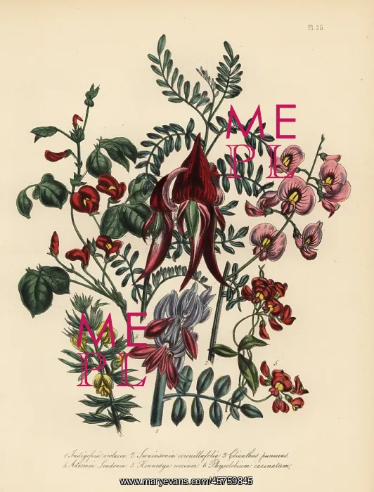 : Indigo tree, glory pea, kennedya, and other species : Indigo tree, glory pea, kennedya, and other species
