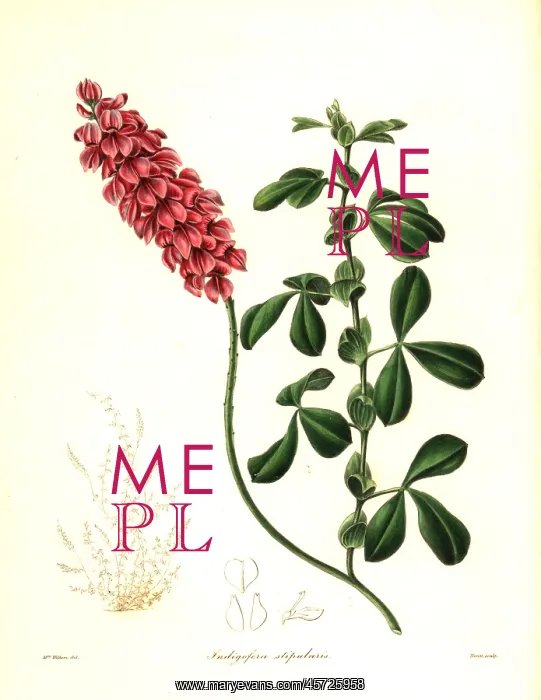 : Indigofera alpina : Indigofera alpina