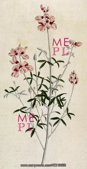  : Indigofera Candicans