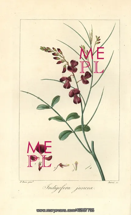: Indigofera juncea : Indigofera juncea