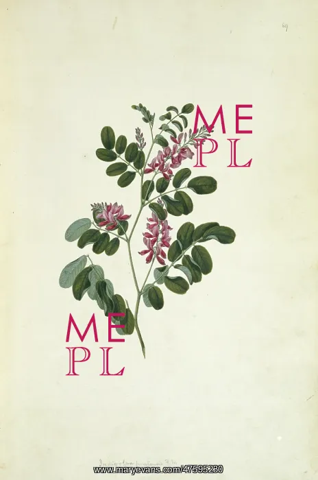 : Indigofera pratensis, forest indigo : Indigofera pratensis, forest indigo