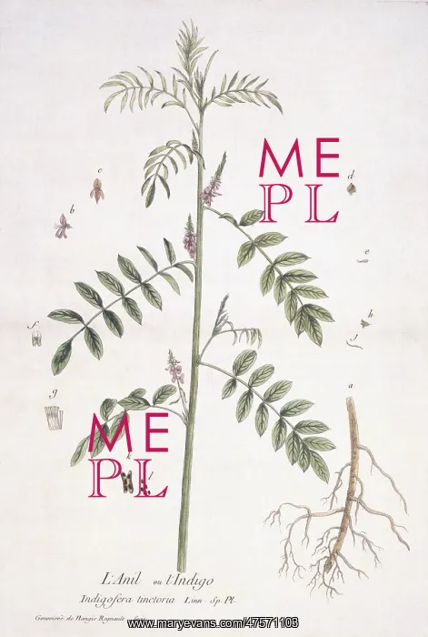 : Indigofera tinctora, indigo : Indigofera tinctora, indigo