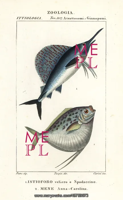 : Indo-Pacific sailfish and moonfish : Indo-Pacific sailfish and moonfish
