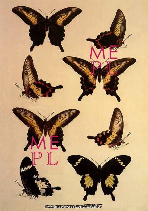: Indonesian Papilios : Indonesian Papilios