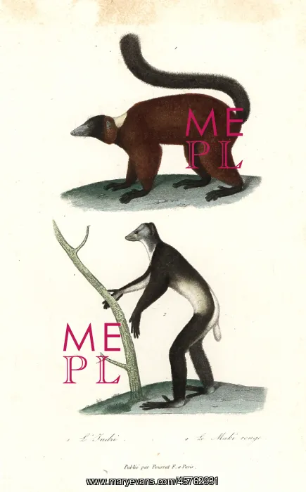 : Indri and red-ruffed lemur : Indri and red-ruffed lemur