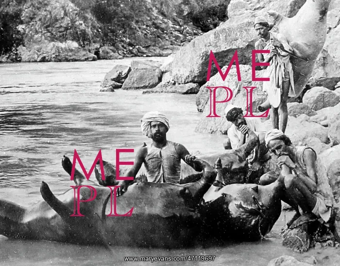: Inflating a dead cow to cross a river, India : Inflating a dead cow to cross a river, India