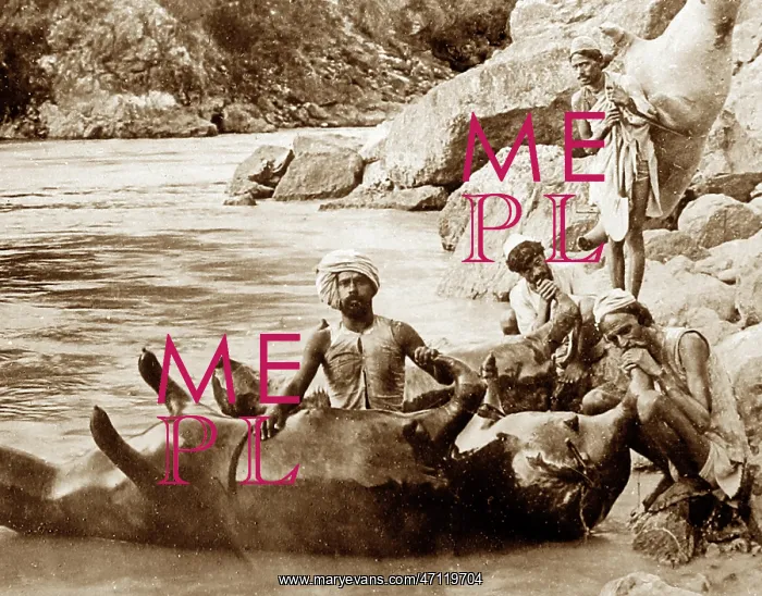 : Inflating a dead cow to cross a river, India : Inflating a dead cow to cross a river, India