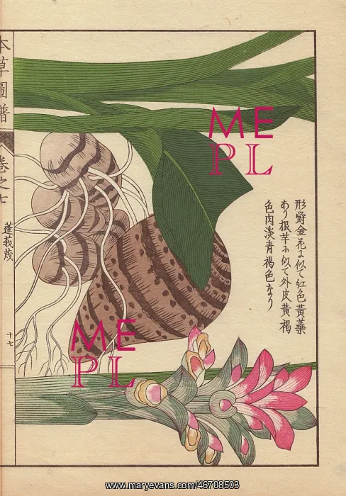 : Inflorescence and rhizome of round turmeric, Curcuma rotunda : Inflorescence and rhizome of round turmeric, Curcuma rotunda