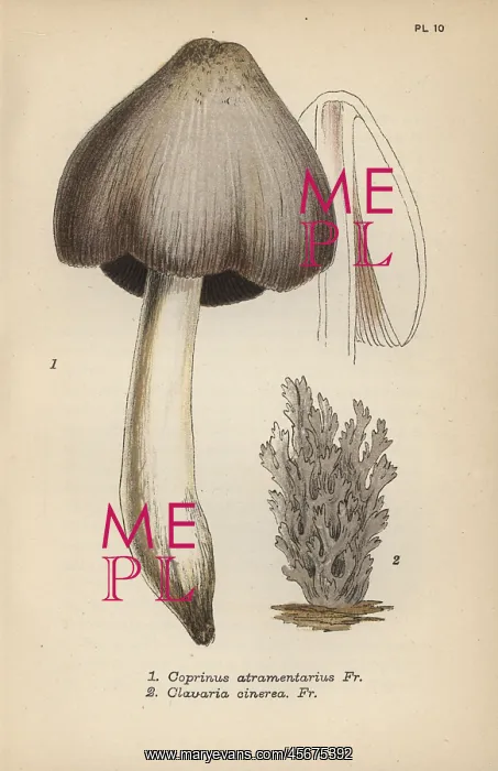 : Ink mushroom, Coprinus atramentarius 1, and : Ink mushroom, Coprinus atramentarius 1, and