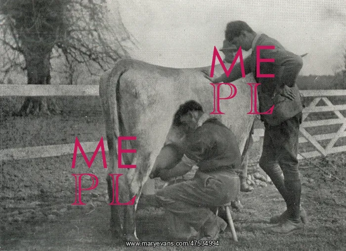 : Inmates practise milking at Claydon Training Centre, Suffolk : Inmates practise milking at Claydon Training Centre, Suffolk