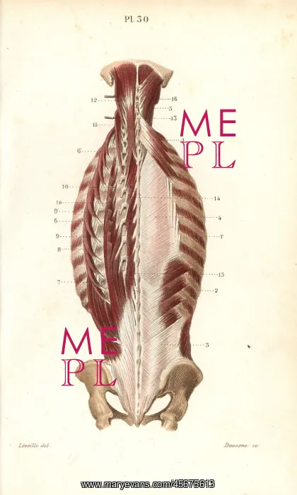 : Inner muscles of the back : Inner muscles of the back