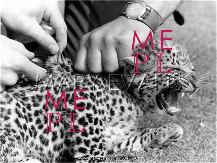 : INNOCULATING A LEOPARD : INNOCULATING A LEOPARD