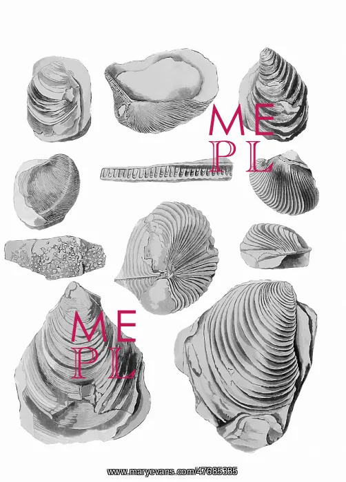 : Inoceramus Fossils : Inoceramus Fossils