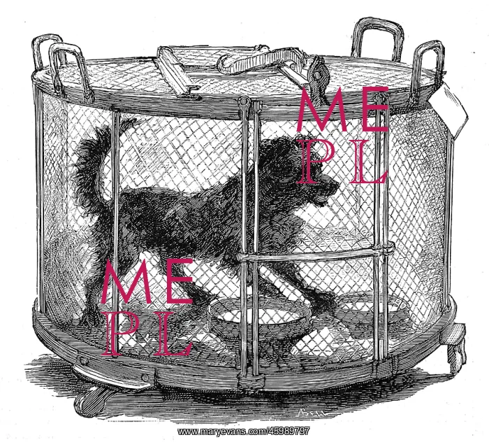  : Inoculated dog in cage