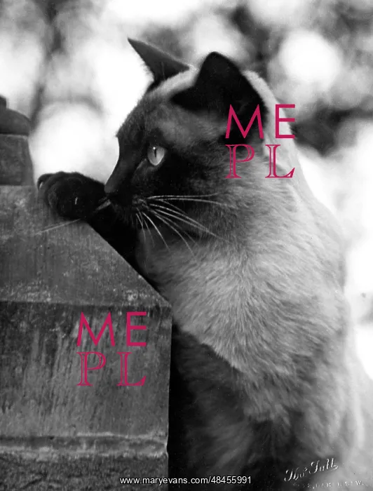 : INQUISITIVE SIAMESE : INQUISITIVE SIAMESE