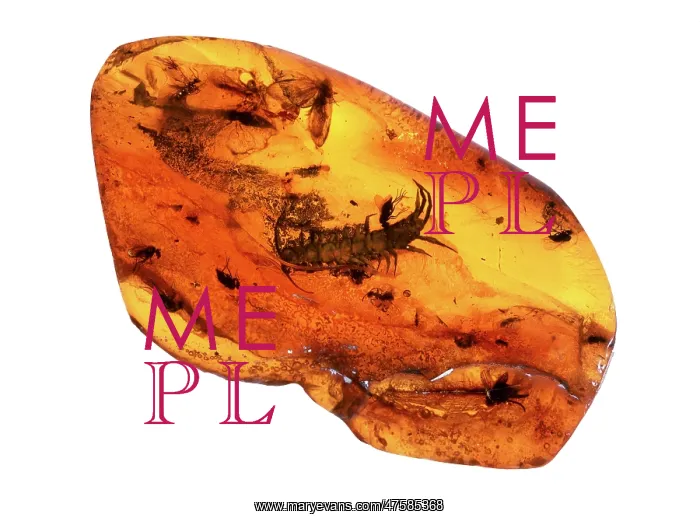 : Insect in amber : Insect in amber