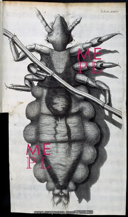 : Insect body : Insect body