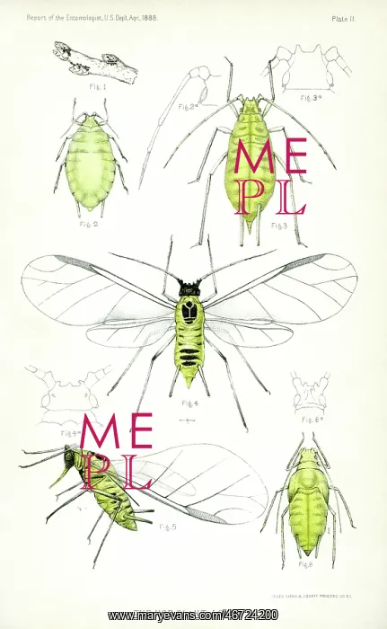 : Insect - Bug - Animal - Agriculture : Insect - Bug - Animal - Agriculture