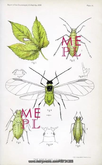: Insect - Bug - Animal - Agriculture : Insect - Bug - Animal - Agriculture