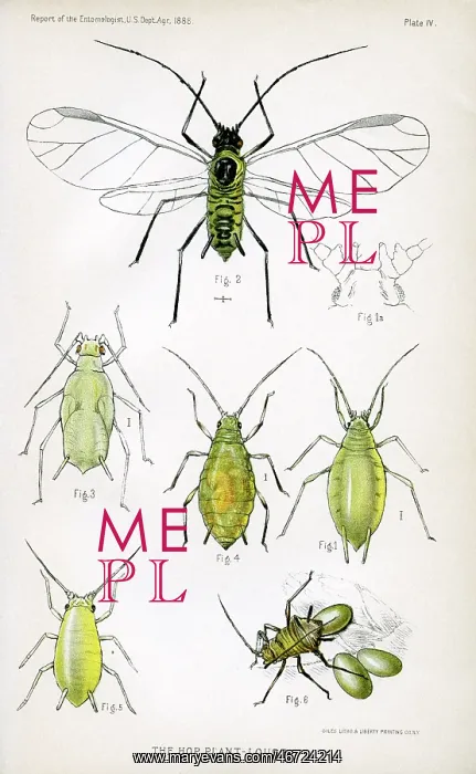 : Insect - Bug - Animal - Agriculture : Insect - Bug - Animal - Agriculture