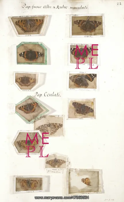 : Insect collection by James Petiver (1663-1) : Insect collection by James Petiver (1663-1)