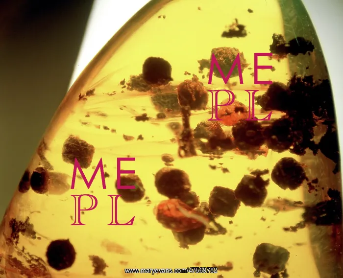 : Insect droppings in Dominican amber : Insect droppings in Dominican amber