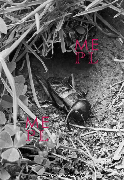  : INSECT / FIELD CRICKET