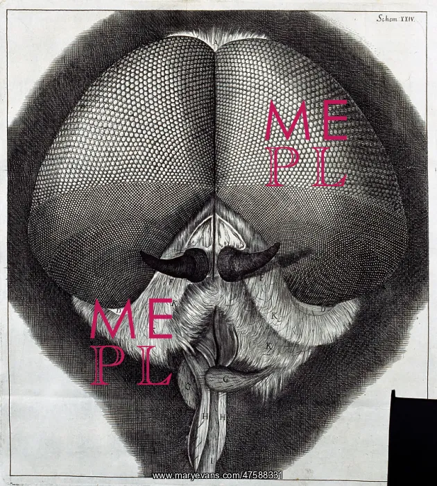 : Insect Head. Sch XXIV : Insect Head. Sch XXIV