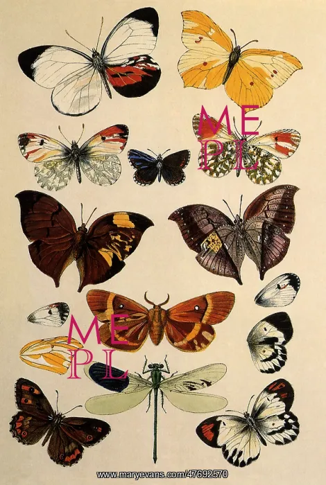 : Insect Monstrosities : Insect Monstrosities