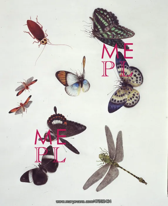 : Insect species of China : Insect species of China