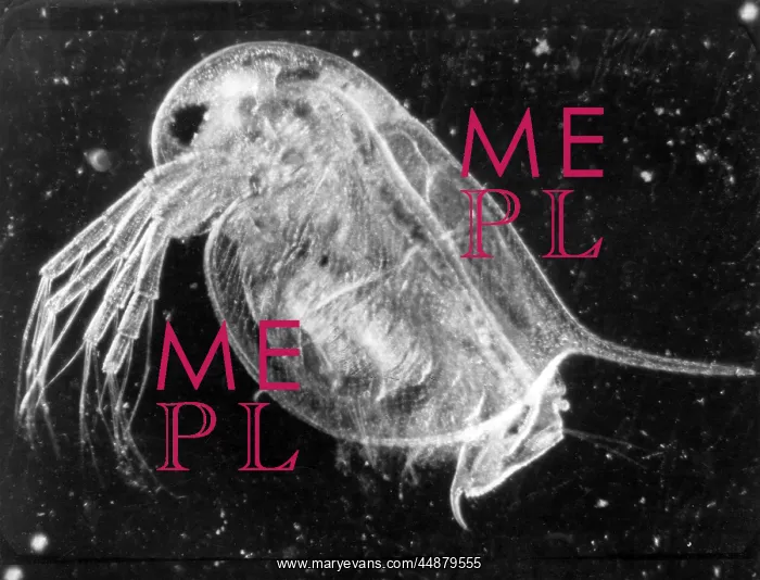  : INSECT / WATER FLEA