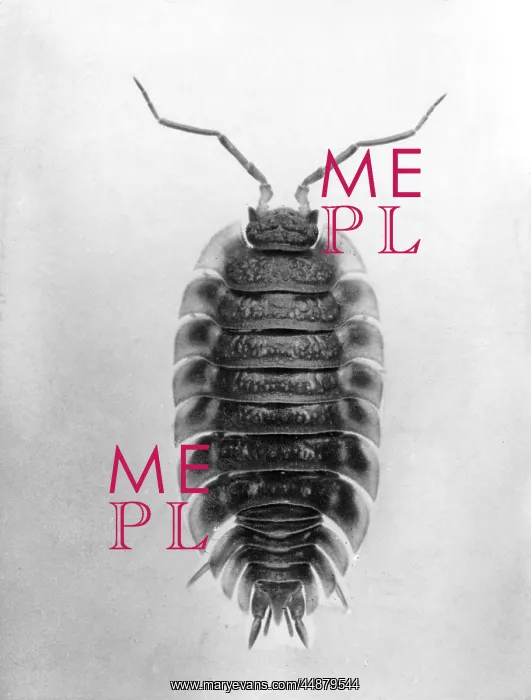  : INSECT / WOOD LOUSE