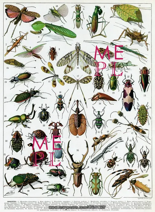 : Insectes - Insects : Insectes - Insects