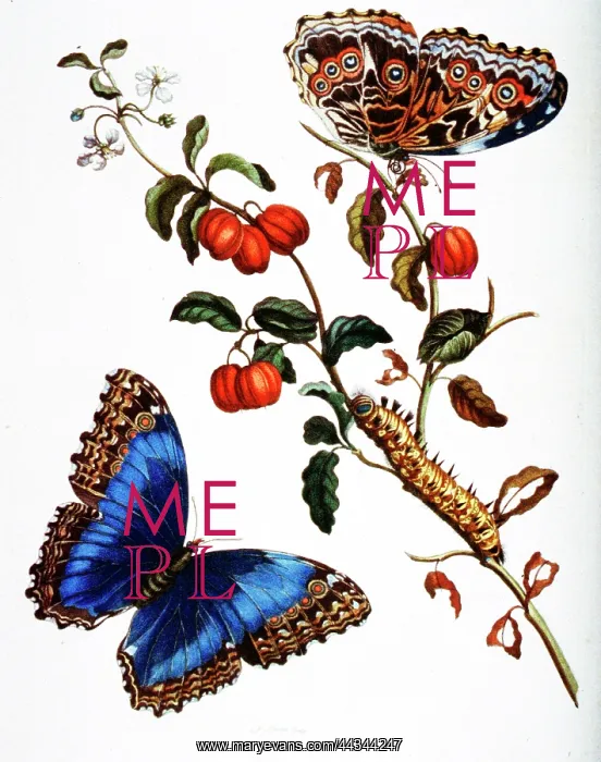 : Insectorum Surinamensium Butterflies : Insectorum Surinamensium Butterflies
