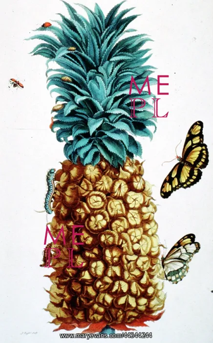 : Insectorum Surinamensium, Pineapple : Insectorum Surinamensium, Pineapple
