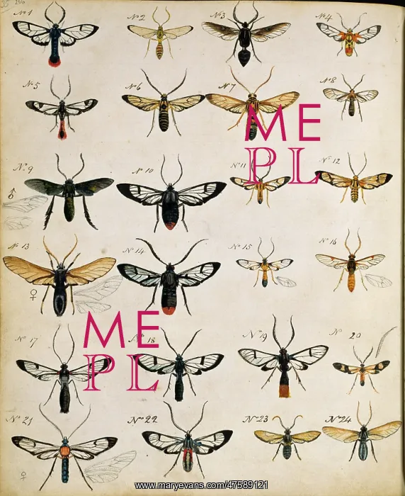 : Insects. Double page spread of pencil and watercolour sketches of beetles : Insects. Double page spread of pencil and watercolour sketches of beetles