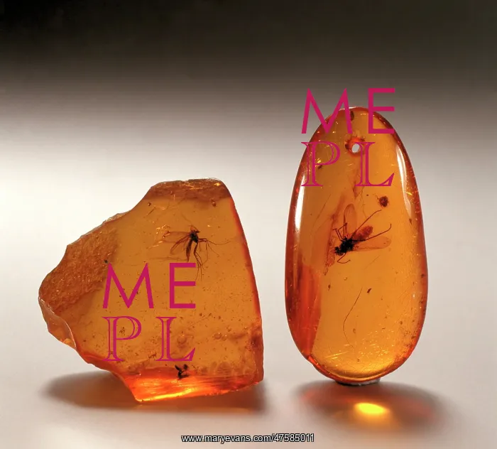 : Insects in amber : Insects in amber