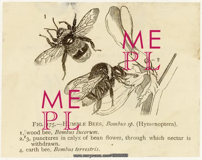  : INSECTS / BEE