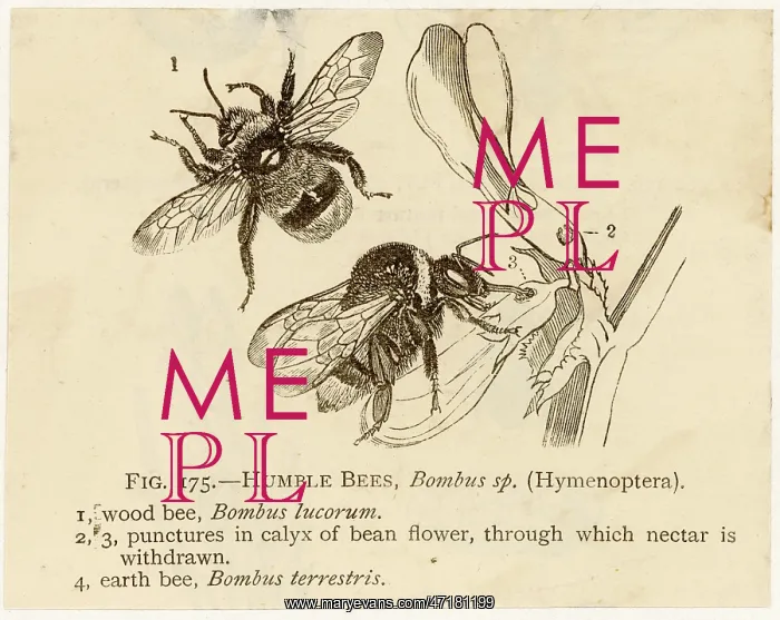  : INSECTS / BEE