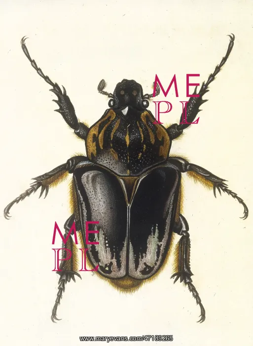  : INSECTS / BEETLE  /  SCARAB
