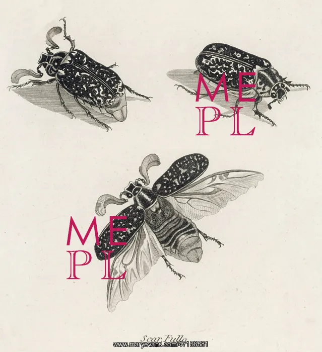  : INSECTS / BEETLES / HERCULES