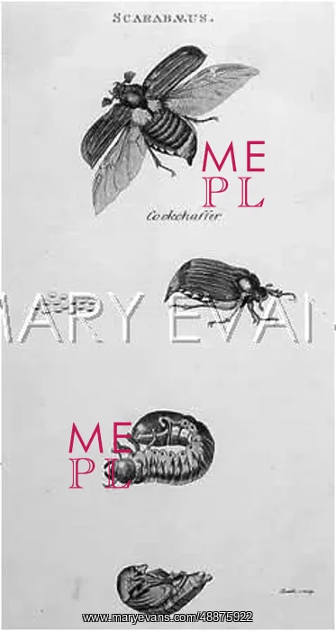 : INSECTS / BEETLES / SCARABS : INSECTS / BEETLES / SCARABS