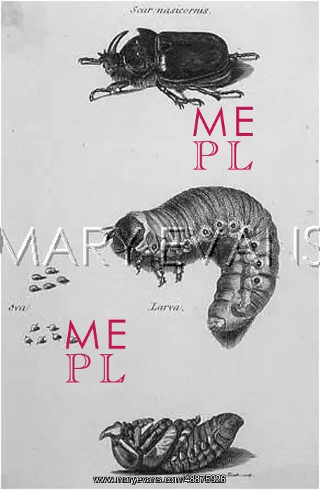 : INSECTS / BEETLES / SCARABS